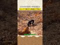 エサのヤギがトラを支配？