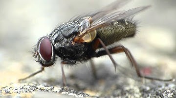 Fly cleaning itself Macro Footage HD