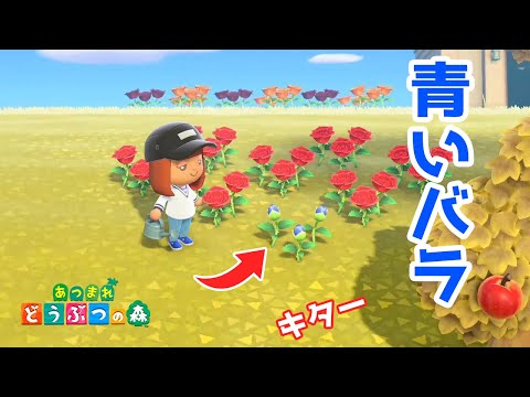 ひやしパイン ひやしパイン