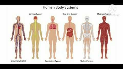 Std : 5.Sub: E.V.S 1.Ls.no.21.Busy at Work - Our Internal Organs.