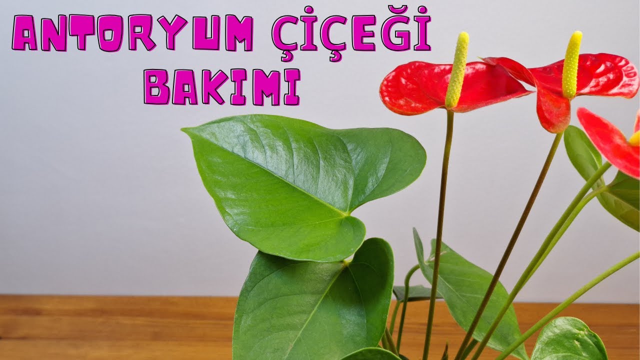 Antoryum, Flamingo Çiçeği Bakımı, Çoğaltılması ve Saksı Değişimi