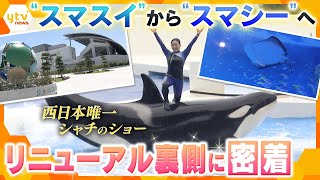 ペンギンのお引越し神戸須磨シーワールドのリニューアルに密着【かんさい情報ネットten.特集】