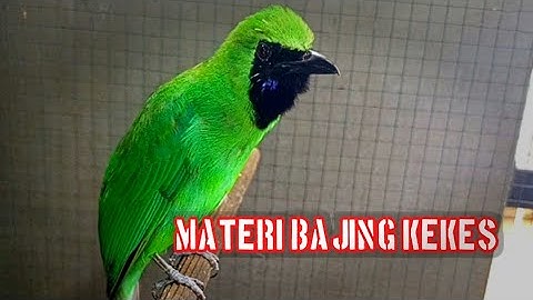 Cucak Ijo Bongkar Isian Bajing Kekes