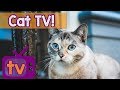 Cat TV - Best Videos for Cats with Calming Music and Nature Sounds - 9 Hour TV for Cats playlist