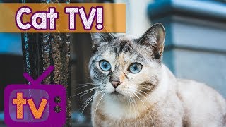 Cat TV - Best Videos for Cats with Calming Music and Nature Sounds - 9 Hour TV for Cats playlist image