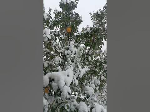 аномалия ) - YouTube