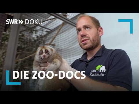 Liebe auf Bestellung bei den Plumplori Äffchen | Die Zoo-Docs | SWR Doku
