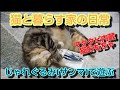 猫と暮らす家の日常　新しいおもちゃ③　猫おもちゃ　じゃれぐるみ【サンマ】で遊ぶ猫