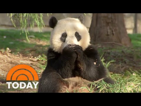 Why are 2 Smithsonian pandas going back to China?