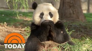 Why are 2 Smithsonian pandas going back to China?