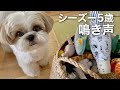 【癒し動画】おもちゃをせがむシーズー犬の鳴き声が会話になってしまいましたw / The Shih Tzu wants a toy. He barks cutely.
