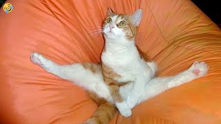 FUNNY CATS and DOGS & other ANIMALS 🐱🐶🦜 New Funniest Animal Videos 2023 😂 by Morgan 195,170 views 4 months ago 10 minutes, 5 seconds