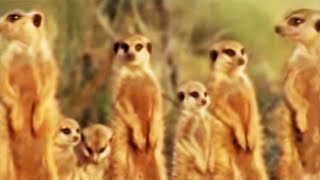 Meerkat family in Africa -  BBC wildlife Simon King, a member of the Big Cat Diary team, is back on the African plains to get to know a family of Meerkats. He works on sounds actions and mannerisms to help the family get to know him each morning in the hope of better understanding their lives over time. Amazing rare nature photography from BBC Worldwide.
