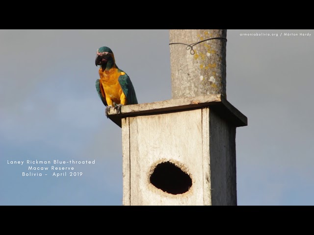 Blue-throated Macaws at Laney Rickman Nature Reserve