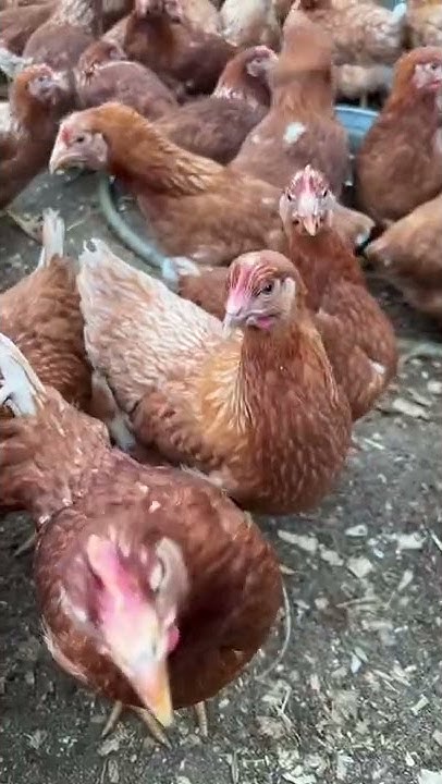 Как часто нужно менять кур несушек? Какие куры самые продуктивные ...