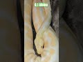 0.1 Albino #albino #ophelia #snake #reptiles #lifeisbutadream #python #breeding #wildlife #serpent
