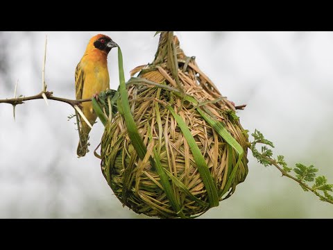 Most Amazing Nests In The Animal Kingdom