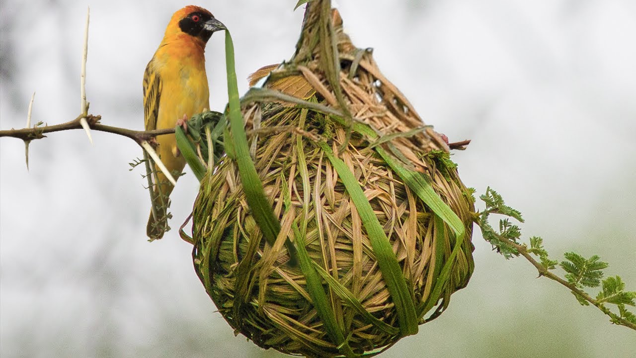 Most Amazing Nests In The Animal Kingdom - YouTube