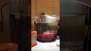 Sea Monkey 3 gal Aquarium