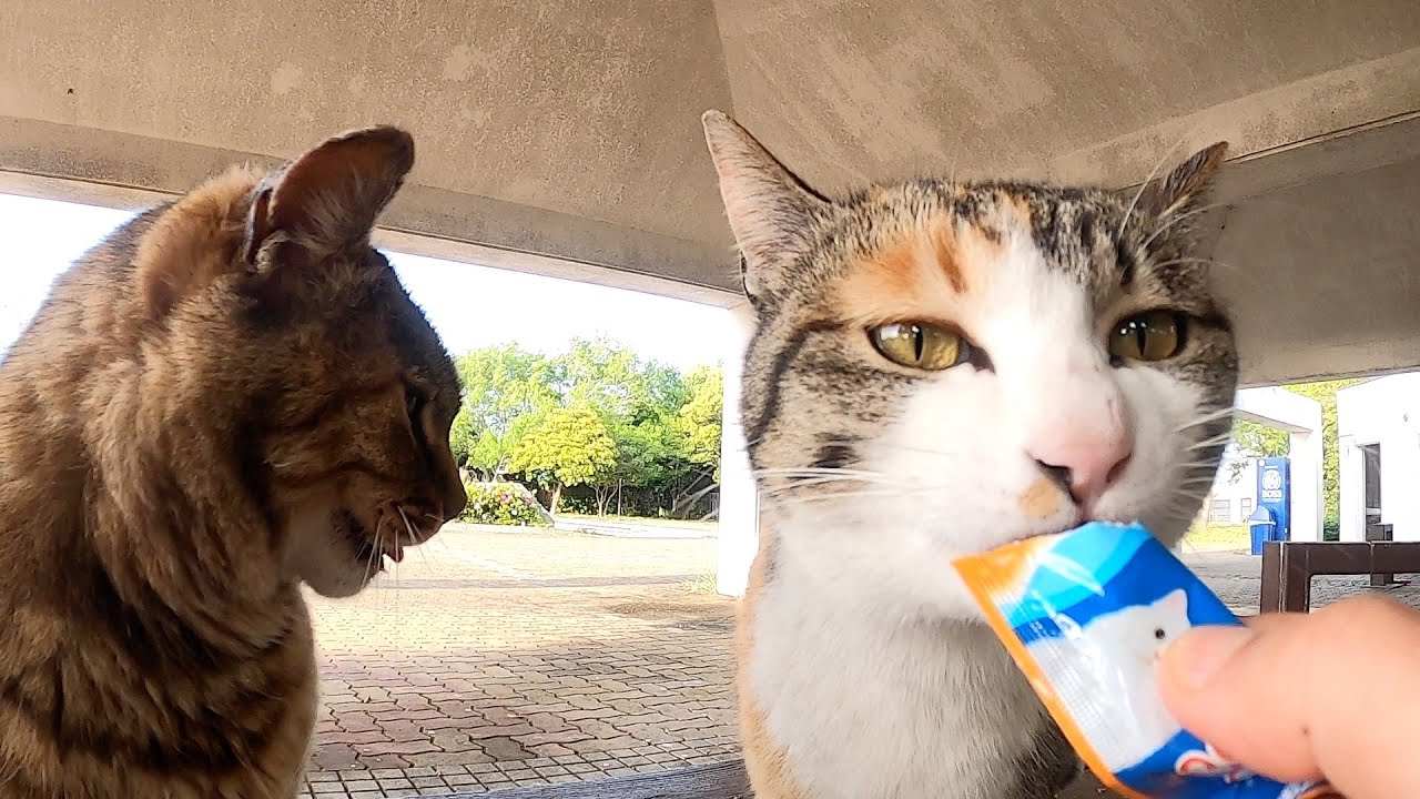 地域猫 ボス茶猫ちゃんと三毛猫ちゃんへごはんをあげます。 I'll feed the boss brown cat and the ...