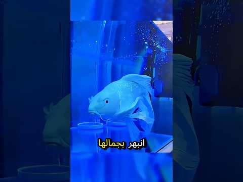 سمكة نادرة حولت رجلا عاديا إلى ملياردير
