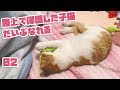 迷い猫だった茶トラ白ちゃん、だいぶ慣れてゴロゴロいう