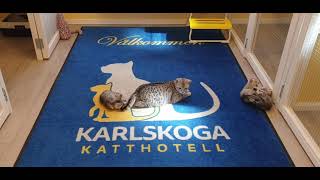 Egyptian Mau Kittens by Karlskoga Katthotell & Butik 58 views 3 years ago 57 seconds