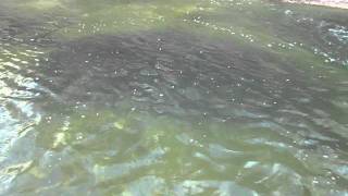 How to locate Gizzard Shad in Winter