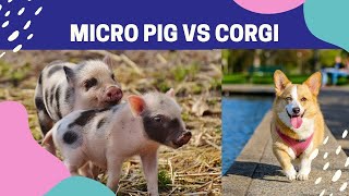 Att Leva Med Hundvalp Och Mikro Gris