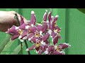 Орхидеи - которые цветут не на каждом подоконнике.