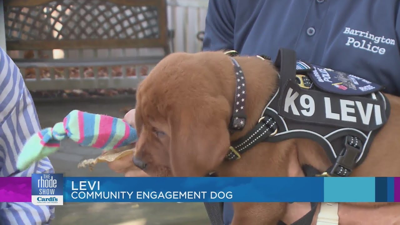 Meet Levi the newest member of the Barrington Police Department - YouTube