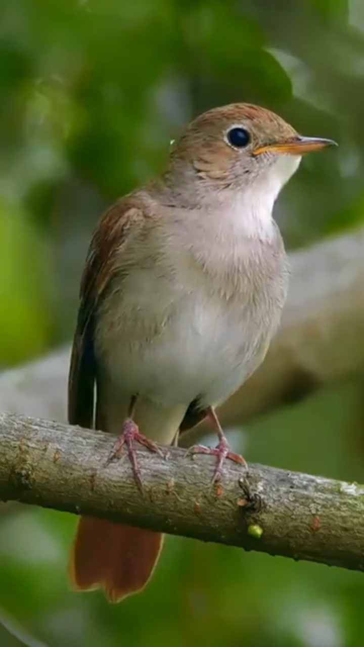 ❤️ Love You Maa ❤️ - ShareChat