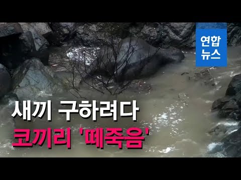 <strong>태국</strong> &amp;#39;지옥의 폭포&amp;#39;<strong>서</strong> 코끼리 6마리  &amp;#39;떼죽음&amp;#39;...새끼 구하려다 / 연합뉴스 (Yonhapnews)
