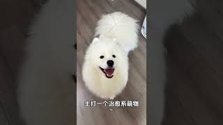 Samoyed's Sled Adventure: 3 Clumsy Idiots & Enchanted Beasts Unleashed