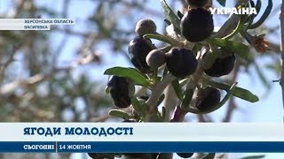 В Херсоне вырастили тибетские ягоды Годжи В Херсоне вырастили тибетские ягоды Годжи