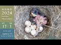【巣箱観察2024】シジュウカラの残りのたまご7個、まだ孵化しない・・・(ep.17 2024-05-17~21)