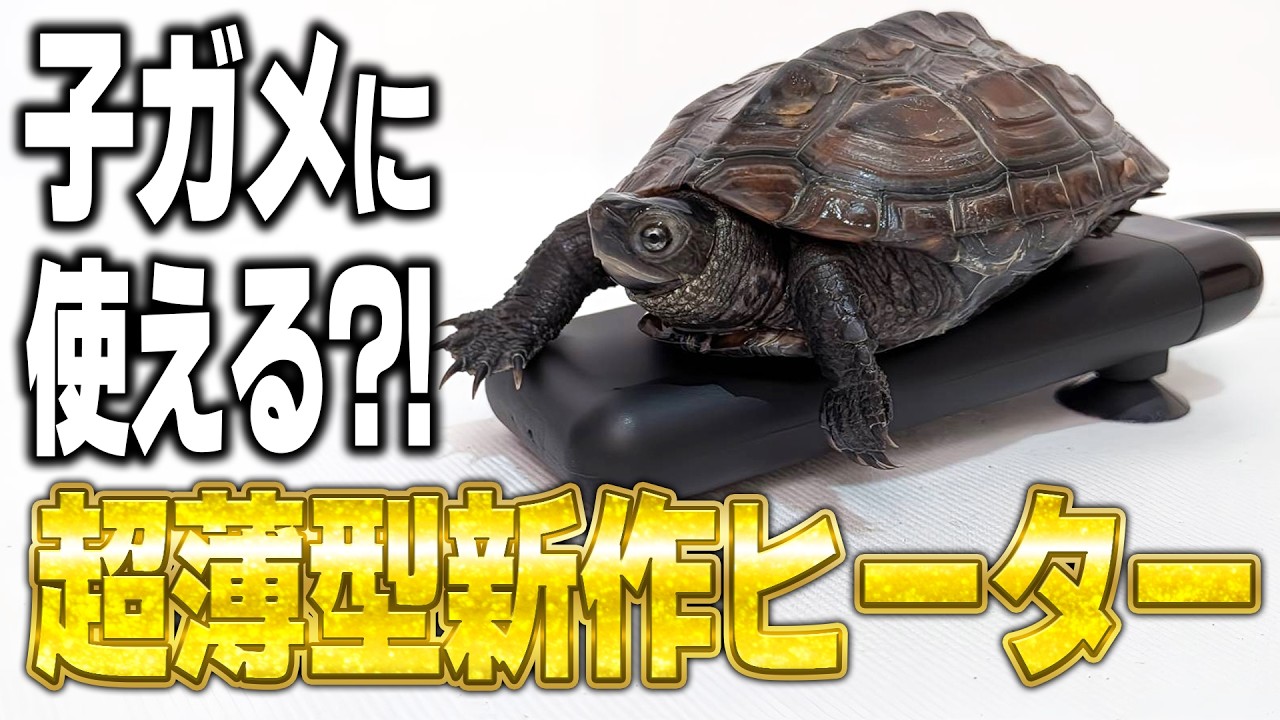 Suisaku] New slim heater! I thought it would be perfect for turtle