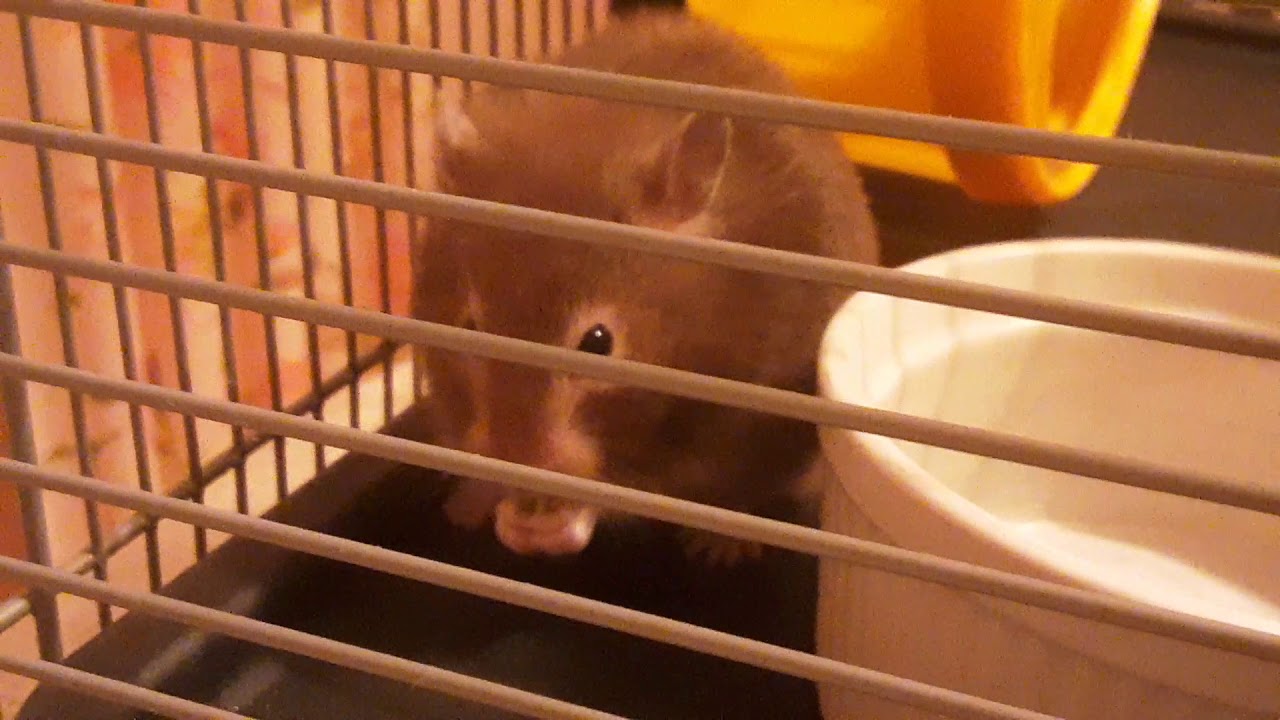 Hamster salad nibbling pt 2 YouTube