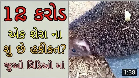 ચેળો//શેળો//કંટાવાલો ઉંદર  વેચવા જતા પકડાના