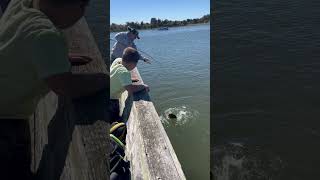 Fisherman’s Catch-and-Snap Trick with a Giant Flounder