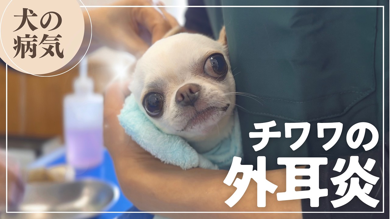 【犬の外耳炎】可愛いチワワを泣かせてしまいました😢
