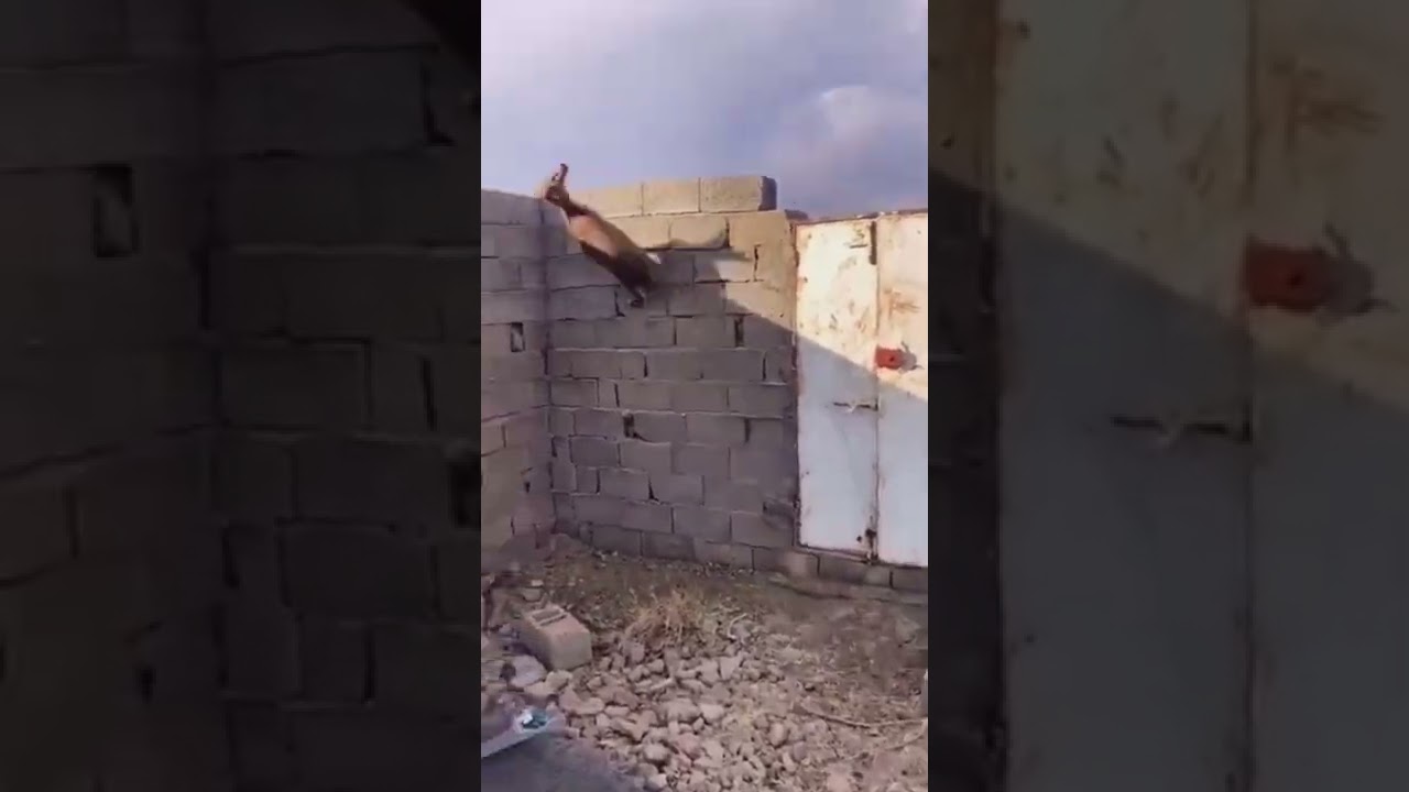This goat can jump the fence