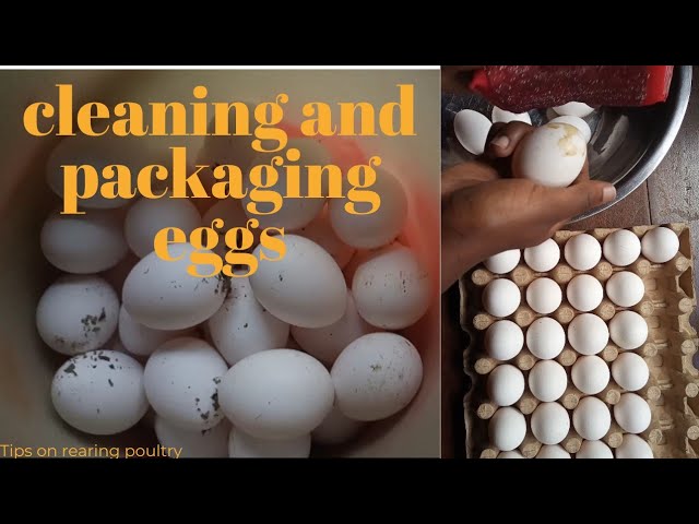How to Clean, Pack, and Sell Eggs 