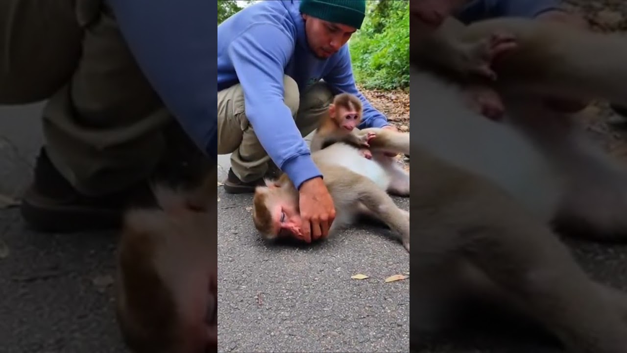 Baby Monkey Cries as Help Arrive