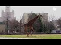 В московском зоопарке жираф Липа радуется возвращению в уличный вольер