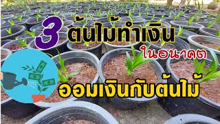 3 ต้นไม้ปลูกง่าย ทำเงินในอนาคต ออมเงินกับต้นไม้