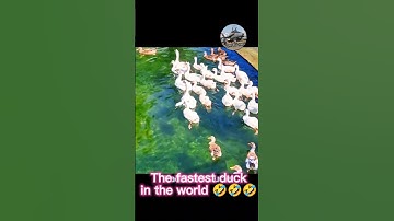 I have a fastest turbo rc duck in the world😂 #rcboat #rcmodel #scalemodel #duck #turbine