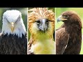 Philippine Eagle Vs American Bald Eagle Vs Golden Eagle - The Strongest?
