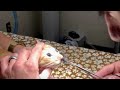 Der Tierarzt steckt die Pinzette ins Nasenloch der Katze. Was er herauszieht, überrascht sogar ihn!