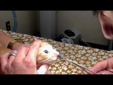 Video: Rosa Wucherungen In Nase Und Rachen Bei Katzen